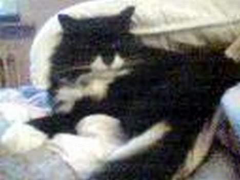 Norsk Skovkat emil billede 1