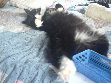 Norsk Skovkat emil billede 2