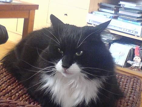 Norsk Skovkat emil billede 3