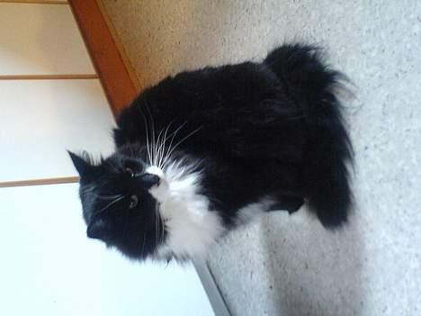 Norsk Skovkat emil billede 4