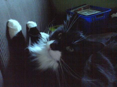 Norsk Skovkat emil billede 5