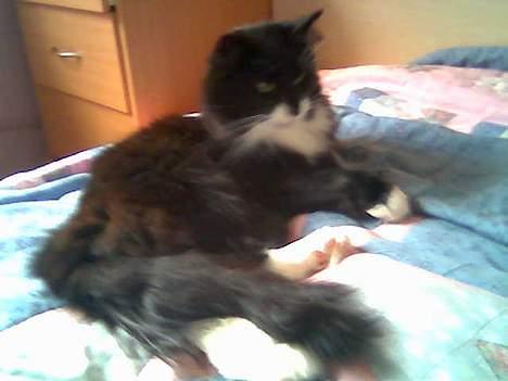 Norsk Skovkat emil billede 6