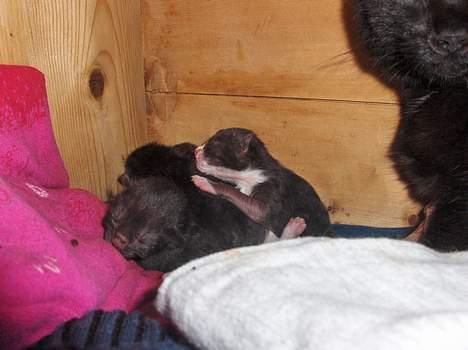 Blanding af racer KILLINGER billede 6