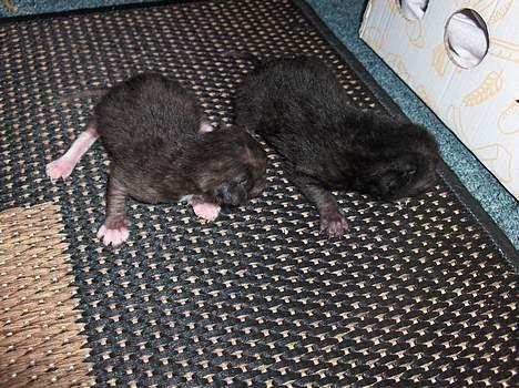 Blanding af racer KILLINGER billede 7