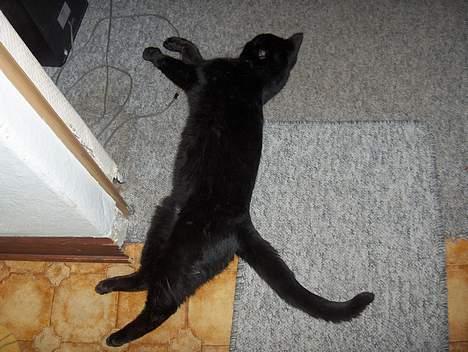 Huskat .sorte død billede 5