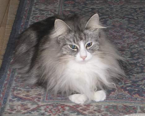 Norsk Skovkat Fluffy - Fluffys navn passer godt til dens pels idet pelsen er meget tynd og let billede 9