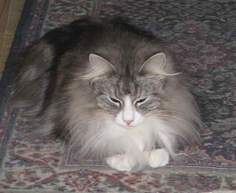 Norsk Skovkat Fluffy billede 10