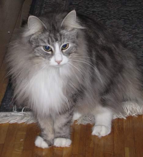 Norsk Skovkat Fluffy - Jeg er ikke så stor...men meget nuttet billede 11