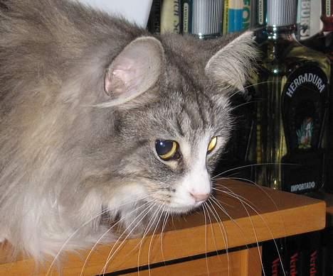 Norsk Skovkat Fluffy - Kigger intenst på en nyt kat nr. 2 der er noget større end den og lidt ældre billede 12
