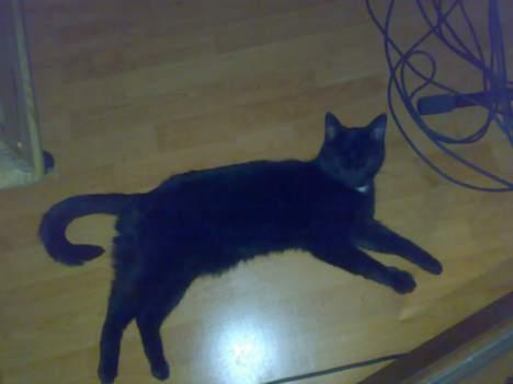 Huskat buller billede 15