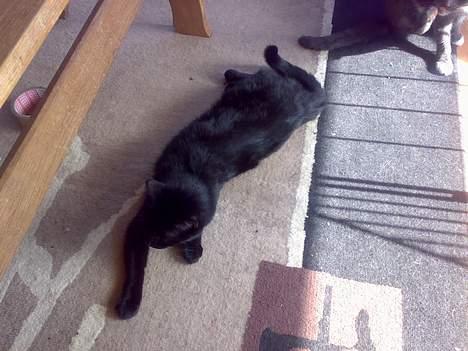 Huskat buller billede 16