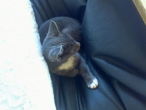 Huskat futte billede 11