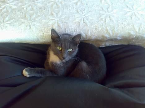 Huskat futte billede 12