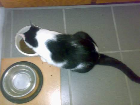 Huskat kit billede 10