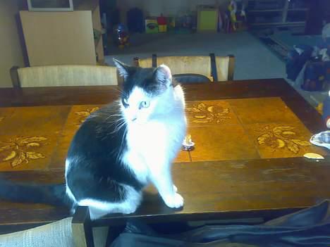 Huskat kit billede 12