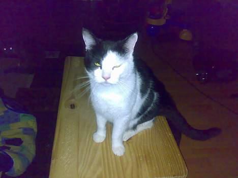 Huskat kit billede 15