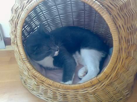 Huskat perle billede 12