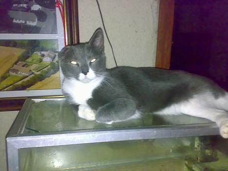 Huskat perle billede 13