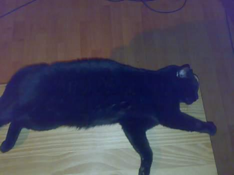 Huskat bamse billede 11