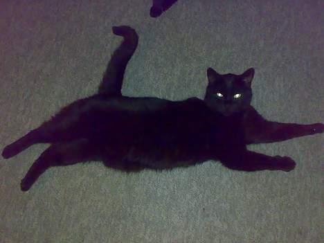 Huskat bamse billede 12