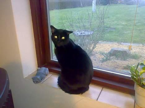 Huskat plet billede 10