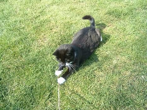 Blanding af racer Emma - uha dette her er sjovt billede 1