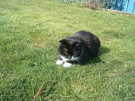 Blanding af racer Emma - vi ligger lige lidt og venter billede 2