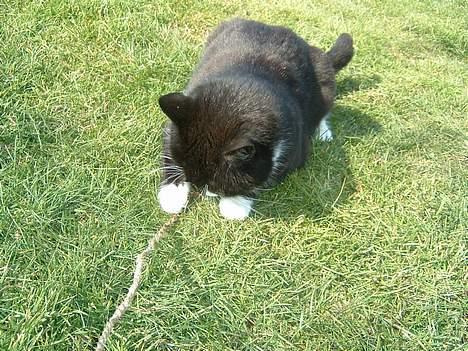 Blanding af racer Emma - er jeg ikke dejlig? billede 3