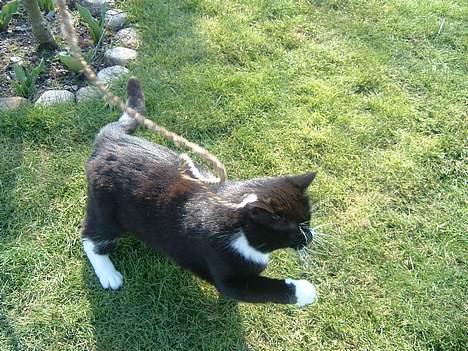 Blanding af racer Emma - her kommer jeg´ billede 4