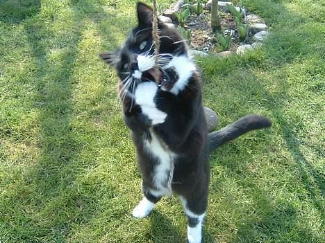 Blanding af racer Emma - Ninja... katshiing! billede 5