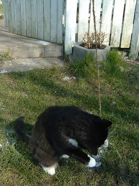 Blanding af racer Emma - hehe billede 6