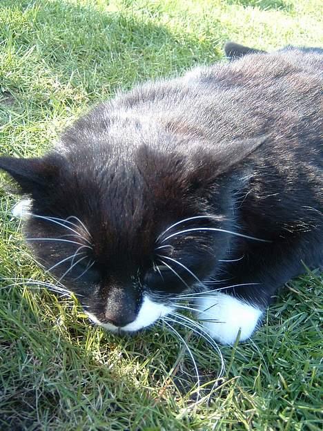 Blanding af racer Emma - hygge billede 7