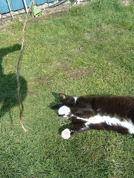 Blanding af racer Emma - uha leg er godt billede 8