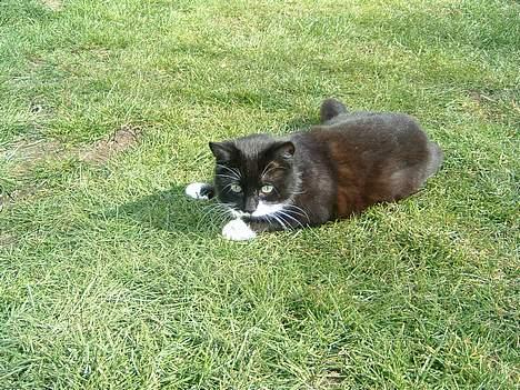 Blanding af racer Emma - jeg holder øje med dig billede 9