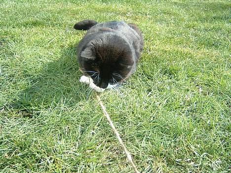 Blanding af racer Emma - fanget! billede 10