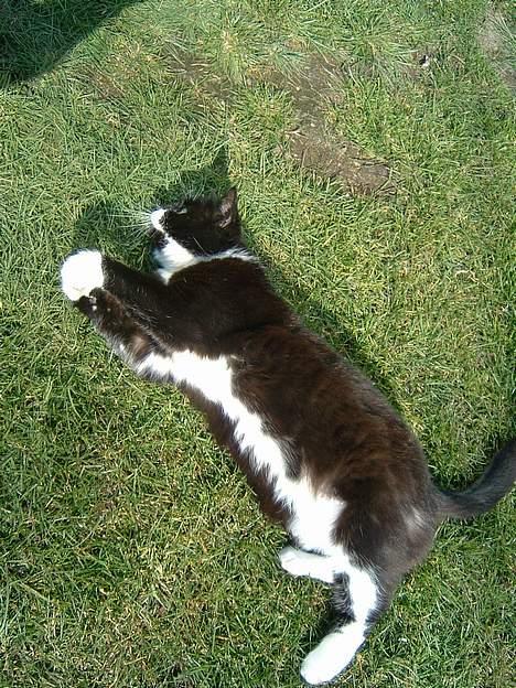 Blanding af racer Emma - så tager vi en slapper billede 11