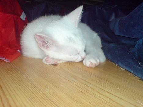 Huskat Pusle - Lille Pusle får sin skønheds søvn billede 1