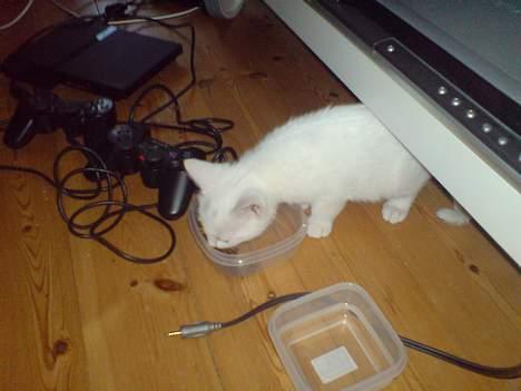 Huskat Pusle - Mmm.. Maden smager så godt billede 2