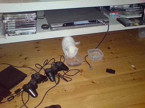 Huskat Pusle - Ja mad er dejligt billede 3