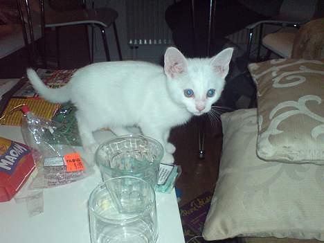 Huskat Pusle - Super skøn er lige hvad hun er :)  billede 4