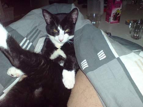 Huskat Molly billede 9