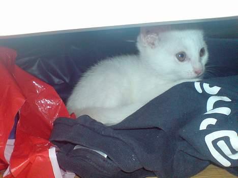 Huskat Pusle - Pusle ligger trygt og godt under sengen  billede 6