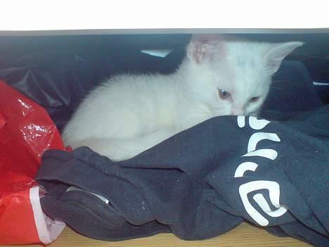 Huskat Pusle - Pusle ligger trygt og godt under sengen billede 7