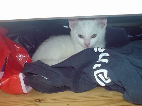 Huskat Pusle - Pusle ligger trygt og godt under sengen billede 8