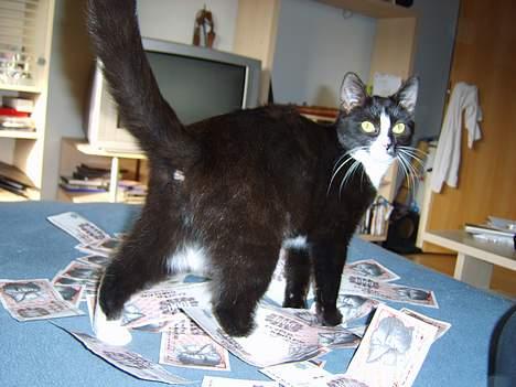 Huskat Gerda *R.I.P* - Money money money!!! billede 13