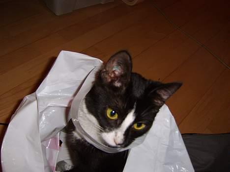 Huskat Gerda *R.I.P* - Jeg elsker plastik poser, men hvor har mor gjort af maden.? billede 14