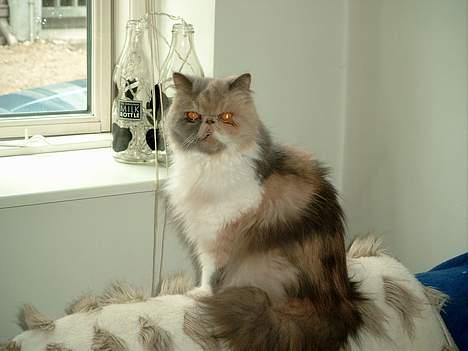 Perser Chloe billede 1