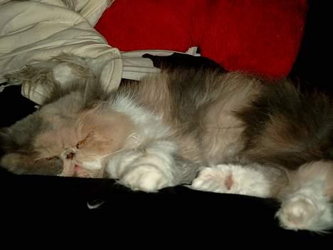 Perser Chloe billede 2