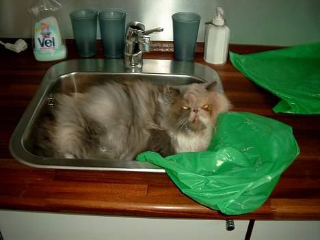 Perser Chloe billede 3