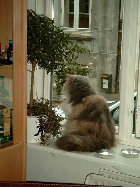 Perser Chloe billede 4